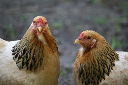 Two hens on a farm