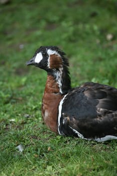 Branta ruficollis