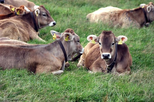 Milkers