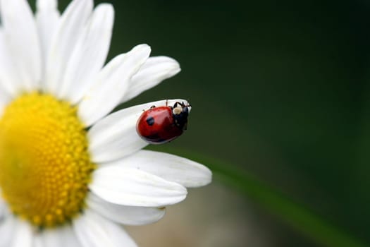 Ladybug on a maga ride