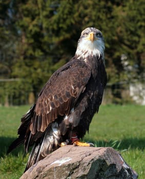 Bald eagle