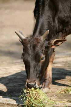 Zebu