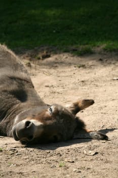 Equus asinus asinus