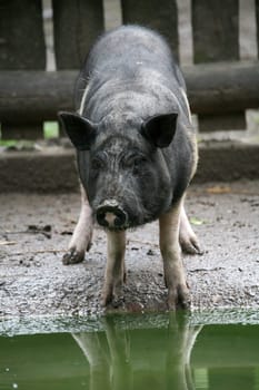 Vietnamese livestock breed