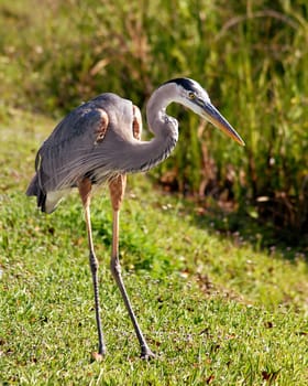So the bird already has two legs.... you can believe me.... I think it doesn't do quite as well in portrait mode..... despite the stilts...!:-)