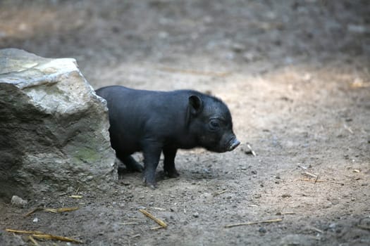 Black piglet