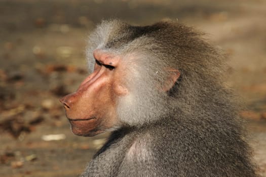 Baboon Portrait