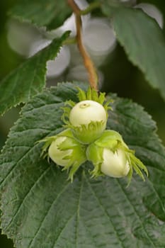 Unripe hazelnuts