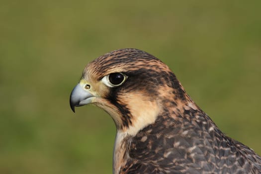 Peregrine falcon