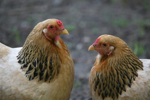 Two hens on a farm