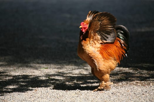 Wing-flapping rooster