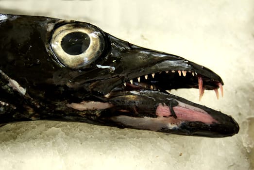 Scabbard fish
