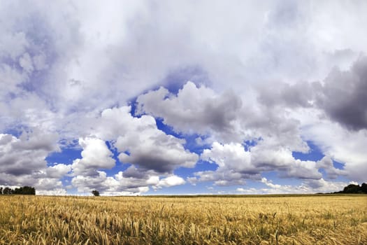 Barley field