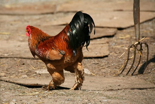 Proud rooster