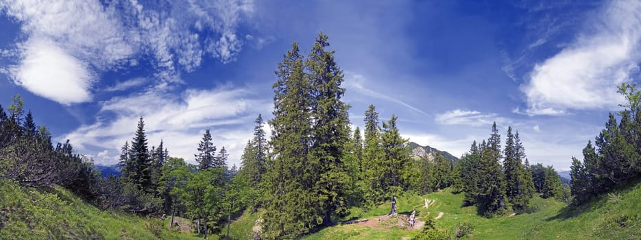 Mountain forest