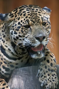 Beautiful big cat
