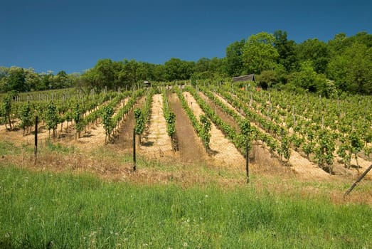 Vines