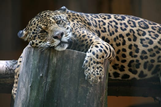 Beautiful big cat