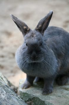 Schwarzer Bock