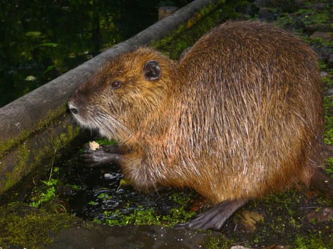 Nutria (beaver rat)