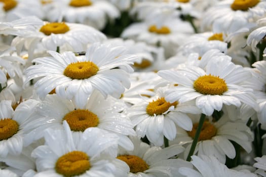 Daisies