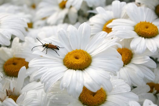 Daisies