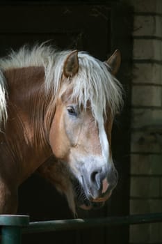 Horse Portrait