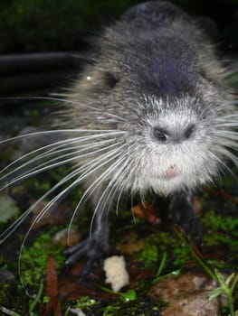 Nutrianase 2 (beaver rat)