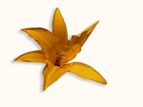 Yellow lily