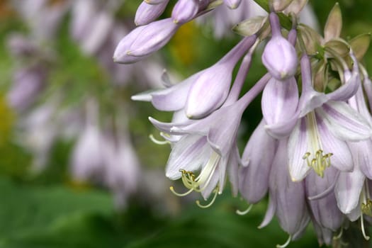 Funkia flowers
