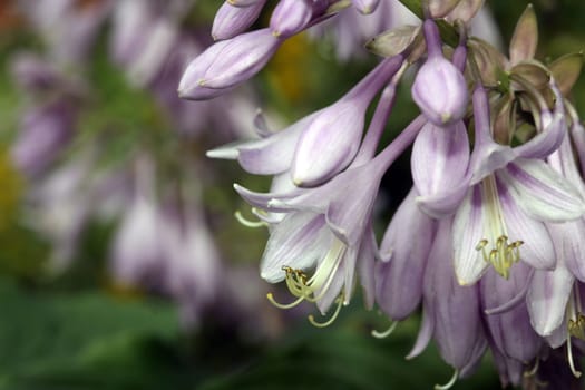 Funkia flowers