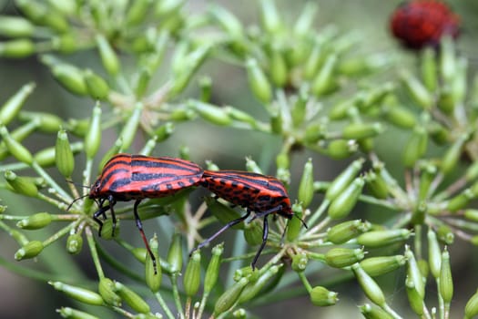 Strip bug in family planning