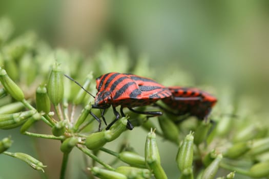 Strip bug in family planning