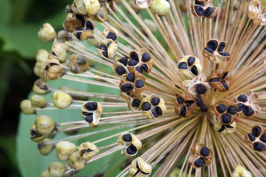 Seed head of the star ball leek