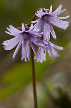 Alpine tassel flower - Soldanella alpina