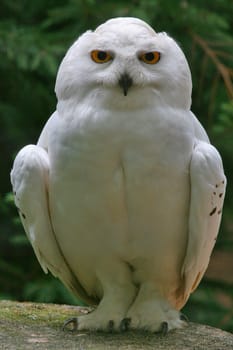The snowy owl almost reaches the size of the eagle owl (Bubo bubo). The body length of adult birds is about 55-66 cm. As with many other owl species,the males are slightly smaller than the females. On average,they reach a length