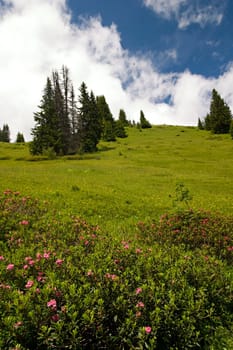 Alpine roses on the Hundsrügg