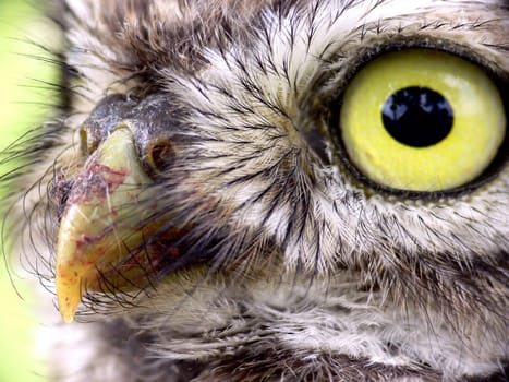 Little owl