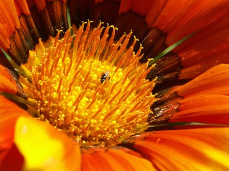The flower and the little animal...