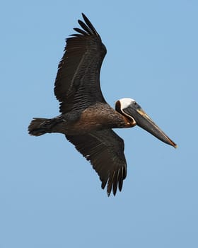 I just found it fascinating to see him fly in freedom......!:-)