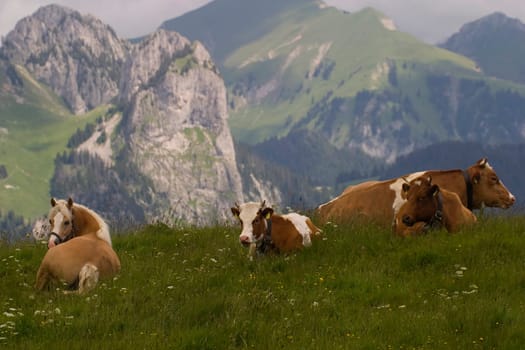 Happy cows (and horses)