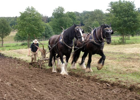 The horse breed - Shire Horse - can be described as the largest horses in the world. Here at a demonstration of agriculture as it was practiced about 60 years ago.