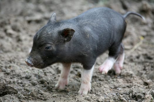 Pot-bellied pig