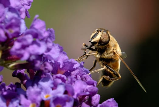 Dung bee in the morning sun