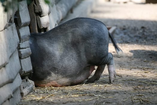 A pot-bellied pig trying to get into the barn.