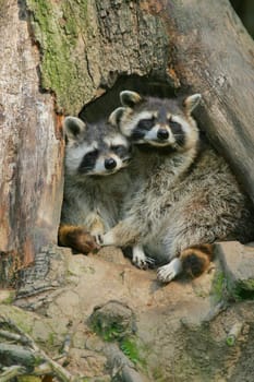 Typical of the raccoon is its mask-like facial markings and its distinctive haptic perception. Raccoons,which often live together with other conspecifics in loose small groups,are also characterized by their good memory.