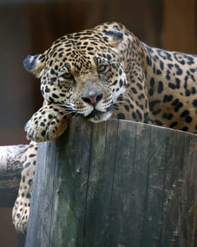 Beautiful big cat