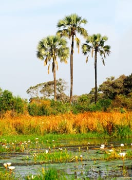 Wetland ,Okavango Delta,Botswana