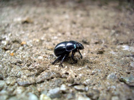 Little Beetle