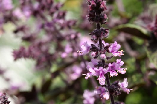 blooming basil